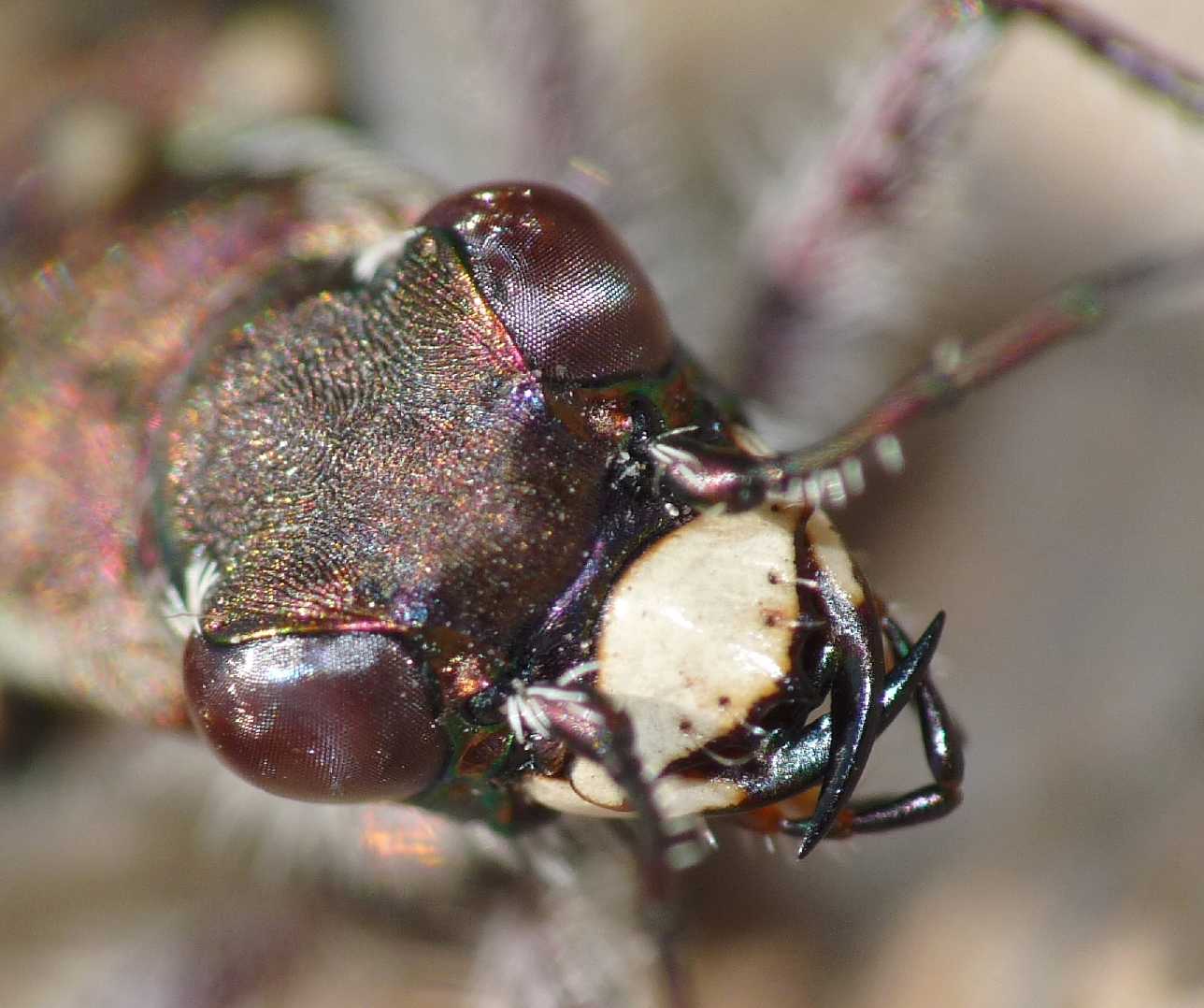 Cicindela campestris